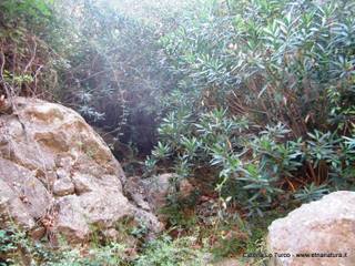 stoleone-31-08-2015 09-09-02